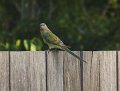 female grass parrot